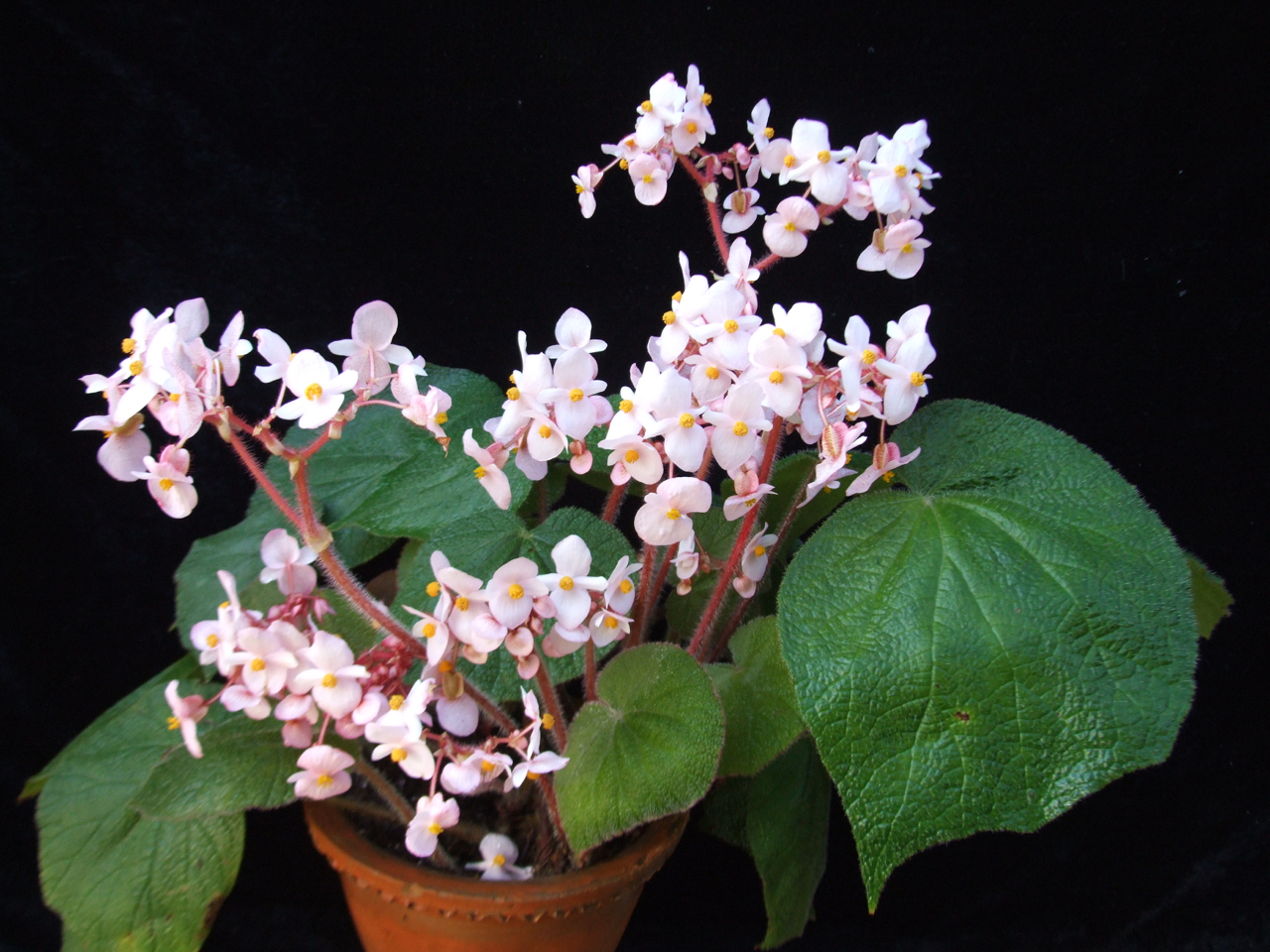 B. ‘Guiyun’